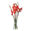 Florabundance Gladioli Vase 1 Florabundance Gladioli Vase -Home Sale Store orange 1